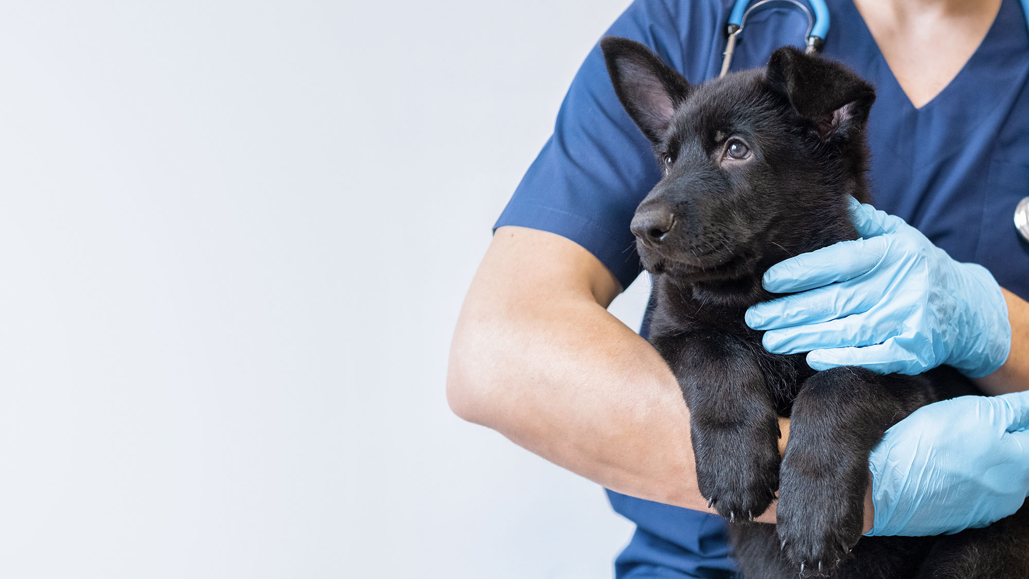 Veterinarian doctor with stethoscope holding black german shepherd puppy in arms.
